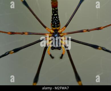 Unterseite eines asiatischen Riesen Holz Spinne, nephila pilipes Stockfoto