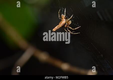 Baumstumpf orb Weaver spider in der Nähe von Krabi, Thailand Stockfoto