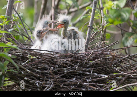 Kleine Blaureiher-Küken brüten bei einer Neuzücherei in Louisiana bayou. (Egretta caerulea) Stockfoto