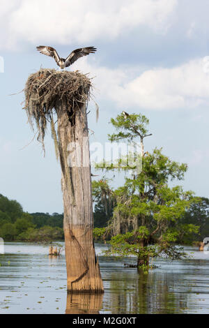 Fischadler (Pandion haliaetus) landet im Nest auf einem kahlen Zypressenstumpf (Taxodium destichum) im Atchafalaya Swamp, dem größten Feuchtgebiet der USA Stockfoto