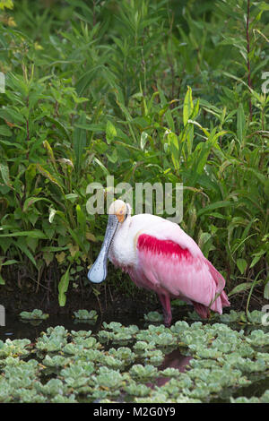 Rosige Löffler (Platalea Ajaja) auf Nahrungssuche am Teichrand Stockfoto