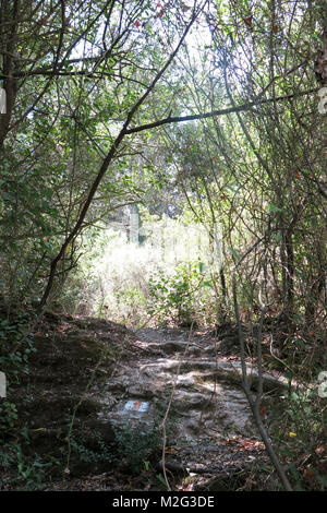 Wanderweg in Galiläa, Israel durch einen dichten mediterranen Wald Stockfoto