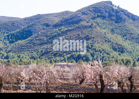 Schönen blühenden Mandelbäume mit Blumen in Jalon Dorf, Spanien Stockfoto