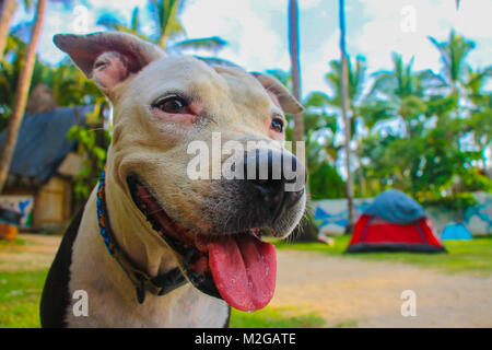 Cute pitbull Hund am Strand, auf grünem Gras Stockfoto