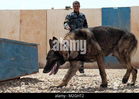 RAMADI, Irak - Marco, eine Bombe - Deutscher Schäferhund sniffing mit der irakischen Polizei Al Anbar K-9 Unit in Ramadi, Irak, führt sein Handler, Mahmoud Shaker Slayman, um eine Probe explosive während der Ausbildung 16 April, 2010. Anbar wird voraussichtlich weitere 21 Hunde in der nahen Zukunft zu erhalten. (U.S. Armee Foto von Sgt. Michael J. MacLeod, 1/82 AAB, USD-C), die seine Handler, die von den 1st Armored Division und Fort Bliss Stockfoto