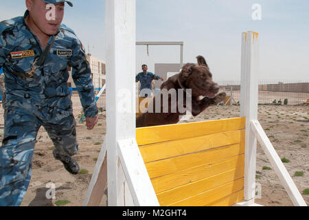 Ein hundeführer mit der irakischen Polizei Al Anbar K-9 Unit in Ramadi, Irak, läuft sein Hund, Sassy, eine Schokolade Labrador Retriever, durch einen Hinderniskurs während der Ausbildung 16 April, 2010. Der Parcours ist entworfen, um die Bombe zu halten - sniffing Hunde gesund und agil. (U.S. Armee Foto von Sgt. Michael J. MacLeod, 1/82 AAB, USD-C) Schokolade und den Hindernislauf, die von den 1st Armored Division und Fort Bliss Stockfoto