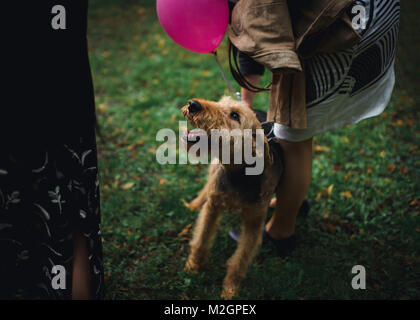 Party Animals. Hunde mit rosa Luftballons, wird das Leben der Partei. Stockfoto