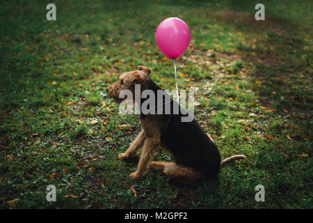 Party Animals. Hunde mit rosa Luftballons, wird das Leben der Partei. Stockfoto