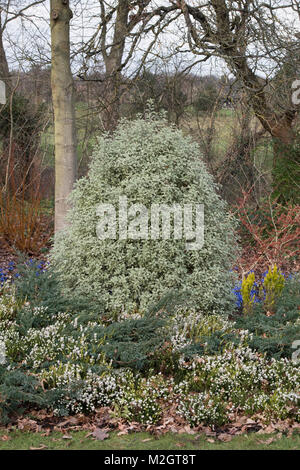 Pittosporum tenuifolium 'Elegant'. Kohuhu Bush am RHS Wisley Gardens, Surrey, England Stockfoto