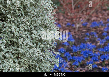 Pittosporum tenuifolium 'Elegant'. Kohuhu Bush am RHS Wisley Gardens, Surrey, England Stockfoto