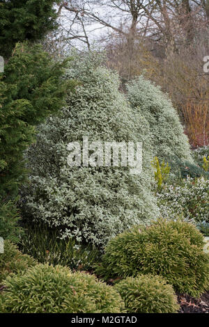 Pittosporum tenuifolium 'Elegant'. Kohuhu Bush am RHS Wisley Gardens, Surrey, England Stockfoto