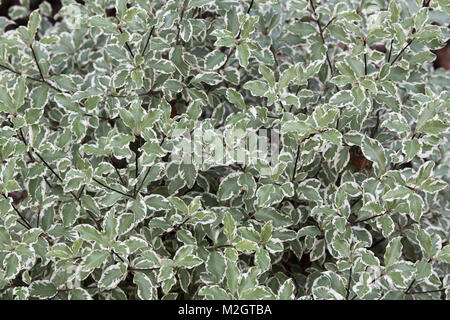 Pittosporum tenuifolium 'Elegant'. Kohuhu Bush am RHS Wisley Gardens, Surrey, England Stockfoto