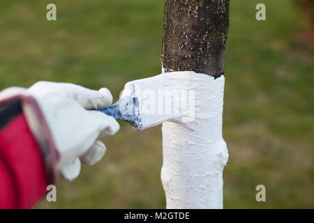 Obstbau, Baum Schutz. Malerei Bäume mit Kalk Stockfoto