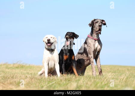 3 Hunde auf dem Boden sitzend - doberman pincher, Dogge, Labrador/amstaff Stockfoto