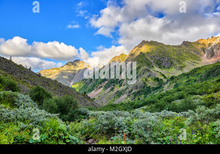 Dickicht der Zwerg Erlen im Tal der Bergbach. Alpine Tundra in Sibirien. Osten Sayan. Russland Stockfoto