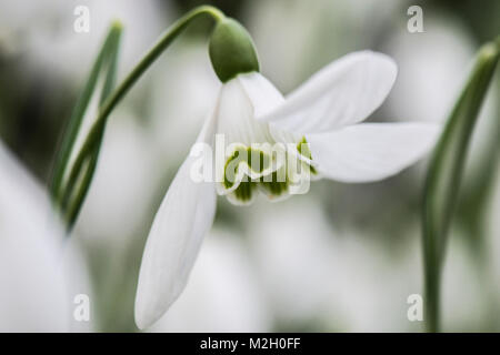 In der Nähe von grösseren Schneeglöckchen (Galanthus elwesii) Stockfoto