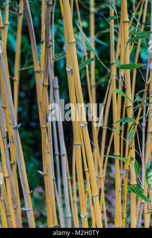 Bambus Stiele wachsen im Februar Stockfoto