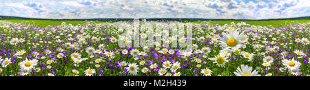 Frühling Landschaft Panorama mit blühenden Blumen auf der Wiese. weißen Kamille und Lila bluebells blühen auf Feld. Panoramablick Sommer Blick auf blühende w Stockfoto