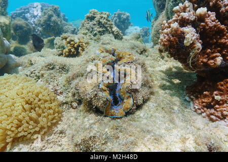 Muschelart maxima Clam, Tridacna Maxima, unter Wasser in den Pazifischen Ozean, Französisch Polynesien Stockfoto