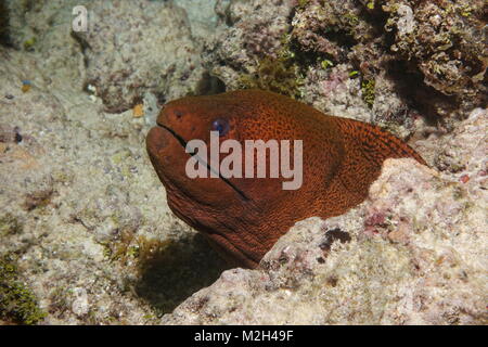 Giant Moray, Aal, gymnothorax Javanicus, unter Wasser in den Pazifischen Ozean, Rarotonga, Cook Inseln Stockfoto