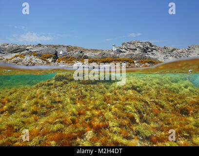 Felsigen Küste mit einer Möwe und Algen, Unterwasser, geteilte Ansicht oberhalb und unterhalb der Wasseroberfläche, Mittelmeer, Spanien, Costa Brava Stockfoto