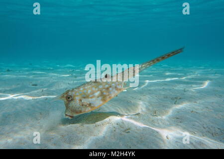 Tropische Fische ein Longhorn cowfish, Lactoria cornuta, über einen sandigen Meeresboden in der Lagune von Bora Bora, Pazifischer Ozean, Französisch Polynesien Stockfoto