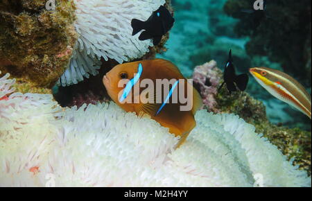 Tropische Fische orange-fin, anemonenfischen Amphiprion chrysopterus, über seeanemone Tentakel unter Wasser in den Pazifischen Ozean, Rarotonga, Cook Inseln Stockfoto