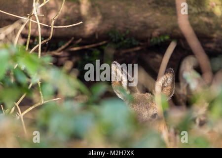 Reh (Capreolus capreolus) kleinste Britischer native Hirsche. Versteckt im dichten Unterholz, Ohren und ein Auge auf warnham Naturschutzgebiet UK. Stockfoto