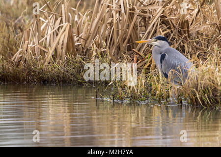 Graureiher (Ardea cinerea) siedelten sich in Lakeside hetzt. Blau Grau mit weissen und schwarzen Markierungen lange gelbe Dolch wie Bill und schwarz Kamm auf dem Kopf. Stockfoto