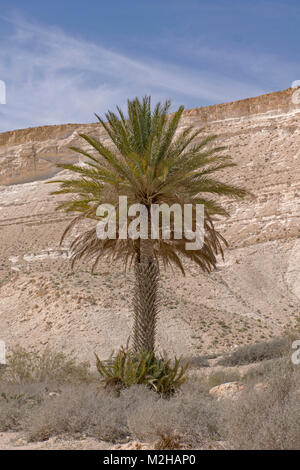 Datum Palme am Eingang von ein avdat Park in Israel. Stockfoto