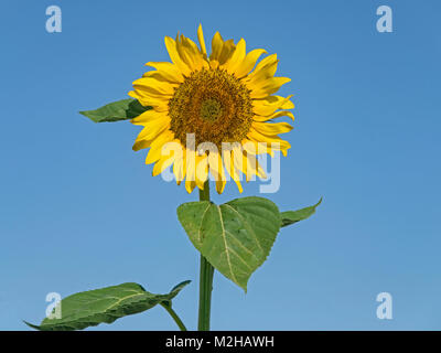 Schöne riesige Sonnenblume mit stinkenden Käfer und Ameisen isoliert gegen einen klaren blauen Himmel Stockfoto