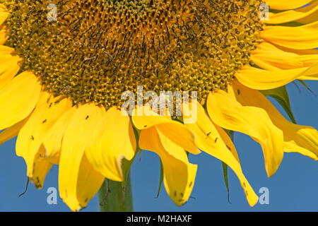 Grünliche Schildwanzen und viele Ameisen auf einem Riesen Sonnenblume mit blauem Himmel im Hintergrund Stockfoto