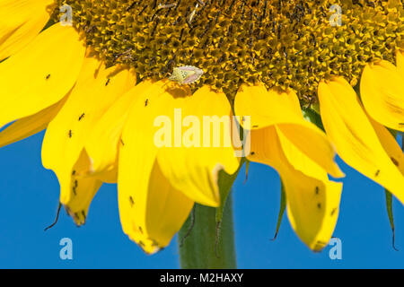 Grünliche Schildwanzen und viele Ameisen auf einem Riesen Sonnenblume mit blauem Himmel im Hintergrund Stockfoto