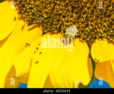 Nahaufnahme eines grünlichen Schildwanzes auf einem Teil von Eine riesige gelbe Sonnenblume mit schwarzen Ameisen rundherum Stockfoto