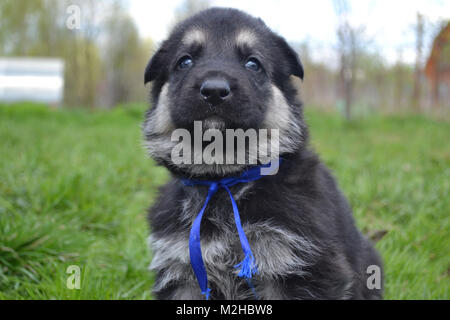 Welpen Osteuropäischen Schafe - Hunde Alter einen Monat Stockfoto