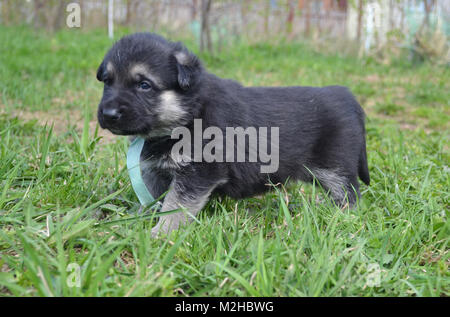 Welpen Osteuropäischen Schafe - Hunde Alter einen Monat Stockfoto