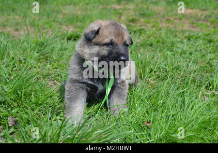 Welpen Osteuropäischen Schafe - Hunde Alter einen Monat Stockfoto