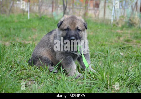 Welpen Osteuropäischen Schafe - Hunde Alter einen Monat Stockfoto