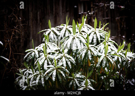 Euphorbia mellifera, Honig Wolfsmilch, Schnee, hardy Widerstandsfähigkeit bedeckt. Stockfoto