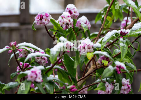 Daphne bholua Jacqueline Postill, winterblüher mit einer Schneedecke. Stockfoto