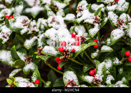Skimmia japonica olympische Flamme, roten Beeren und Schnee im Winter. Stockfoto
