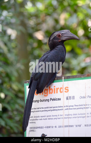 Kuala Lumpur, Malaysia - 2. November 2014: Oriental Pied Hornbill in Kuala Lumpur Vogel Park Stockfoto