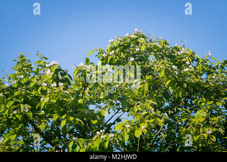 Weißrosa Blüten am Baum Reich eine essbare Quitte Cydonia oblonga Meech im April in Großbritannien Stockfoto