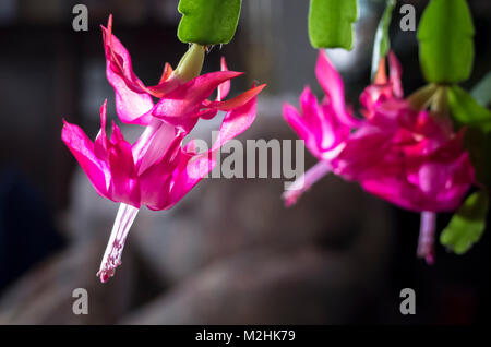 Ungewöhnliche Blüten auf einer überdachten Haus anlage Weihnachtskaktus (Schlumbeergera bridgesii) fügen Sie einen hellen Note während winterdays in Großbritannien Stockfoto