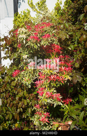 Pieris japonica 'Flaming Silber" wie eine kleine Topfpflanzen Baum auf eine kleine Terrasse Garten in Wiltshire England Großbritannien angebaut Stockfoto