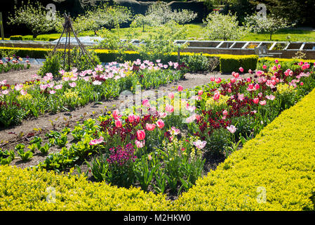 Rosa Tulpen und roten Wallflowers für Teil des floralen Ende einer potager Garten an Walmer Castle Deal Kent UK Stockfoto