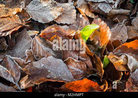 Ein winter Laubdecke der Blätter im Herbst hilft Dormant Pflanzen im Winter in Wiltshire England Großbritannien zu schützen. Erste Anzeichen von neues Leben entstehen Ende Januar Stockfoto