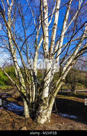 Betula papyrifera Baum, Papier Birke blattlos Baum im Winter Stockfoto