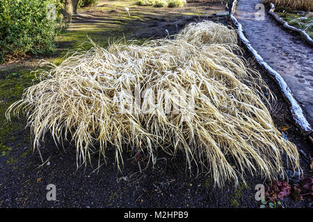 Japanische Wald gras Hakonechloa macra im Wintergarten Stockfoto