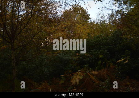 Herbstliche Szene im Wald Stockfoto